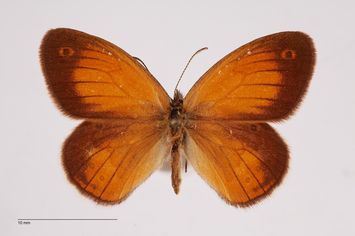 Vorschaubild Coenonympha arcania ab. energica Bubacek, 1923